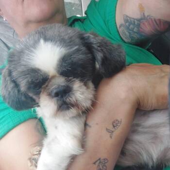 Lolita -  Shih Tzu Dog for Adoption in Humacao, Humacao - Lolita | PetCurious