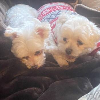 Zuky -  Maltese Dog for Adoption in Corvallis, Oregon - Zuky | PetCurious