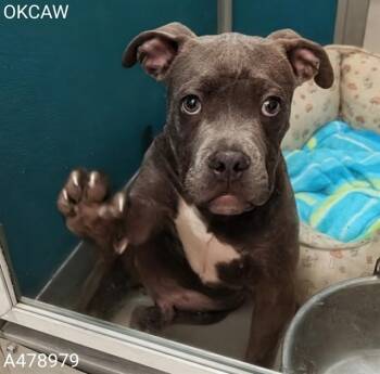 A478979 -  Pit Bull Terrier and Mixed Breed Dog for Adoption in Oklahoma City, Oklahoma - A478979 | PetCurious
