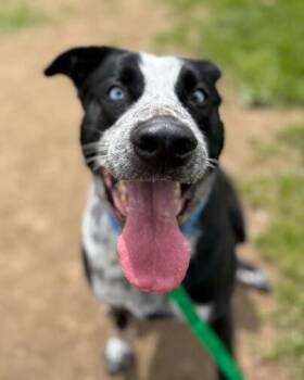 Mixed Breed Dogs Available for Adoption in Jackson, Michigan - Tater | PetCurious