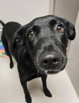 Labrador Retriever Dogs Available for Adoption in Sherwood, Arkansas - Jezzabelle | PetCurious