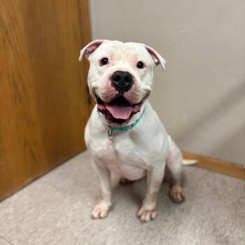 Squish -  Pit Bull Terrier Dog for Adoption in Fargo, North Dakota - Squish | PetCurious