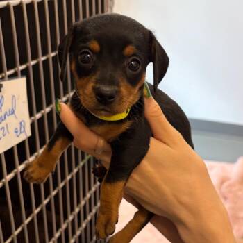 Ruby -  Dachshund Dog for Adoption in Austin, Texas - Ruby | PetCurious