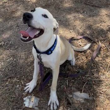 Freeway -  Border Collie Dog for Adoption in Queen City, Texas - Freeway | PetCurious