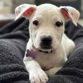 Tater -  Mixed Breed Dog for Adoption in Madison, Wisconsin - Tater | PetCurious