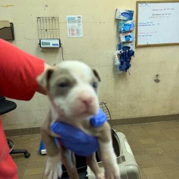 Pit Bull Terrier Dogs Available for Adoption in Birmingham, Alabama - Dax | PetCurious