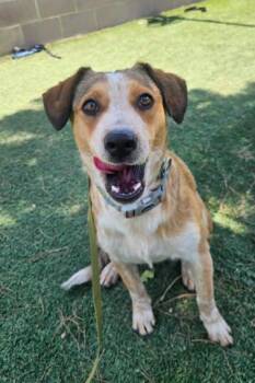 Blondie -  Australian Cattle Dog Blue Heeler Dog for Adoption in Durango, Colorado - Blondie | PetCurious