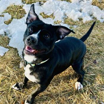 Boston Terrier and Staffordshire Bull Terrier Dogs Available for Adoption - Barnabas D11077 | PetCurious