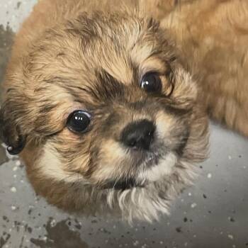 Maltese Dogs Available for Adoption in Marshall, Texas - Cinnamon | PetCurious