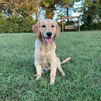 Nuggie #7400 -  Golden Retriever Dog for Adoption in Louisville, Kentucky - Nuggie #7400 | PetCurious