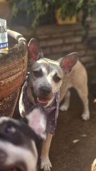 Rescue French Bulldog and Husky Dogs for Adoption in Los Angeles, California - Lando Available At Charlie