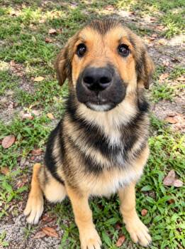 Henry -  German Shepherd Dog and Mixed Breed Dog for Adoption in St. Augustine, Florida - Henry | PetCurious