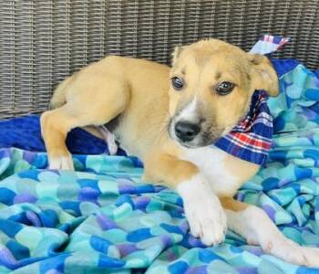 Calcite $125 Fostered -  Pit Bull Terrier and Mixed Breed Dog for Adoption in Seneca, South Carolina - Calcite $125 Fostered | PetCurious