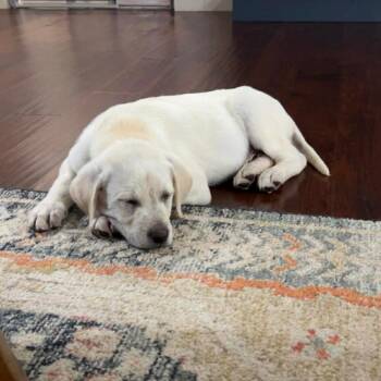 Labrador Retriever and Great Pyrenees Dogs Available for Adoption in Jackson, Missouri - Falcon | PetCurious