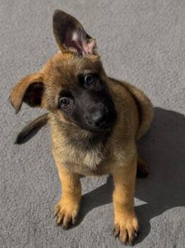 German Shepherd Dog Dogs Available for Adoption in Fredericksburg, Virginia - Yuna  | PetCurious