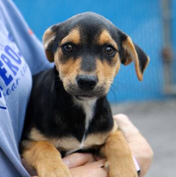 Anthony (AO37668) -  German Shepherd Dog Dog for Adoption in Kansas City, Kansas - Anthony (AO37668) | PetCurious
