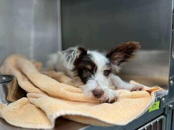 Terrier Dogs Available for Adoption in New York, New York - Delilah (Skittles) (TX) | PetCurious