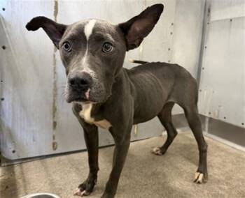 SANDRA -  Pit Bull Terrier Dog for Adoption in San Bernardino, California - SANDRA | PetCurious
