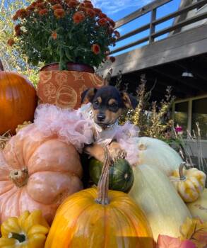 Rescue Miniature Pinscher Dogs for Adoption in Sycamore, Illinois - Gia | PetCurious