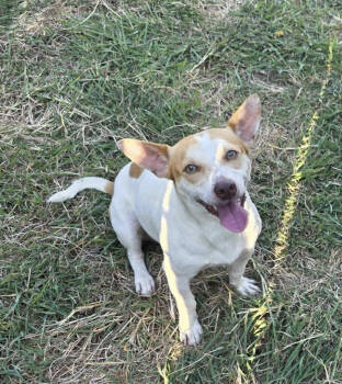 Rescue Cardigan Welsh Corgi and Jack Russell Terrier Dogs for Adoption in Austin, Texas - Skippy | PetCurious