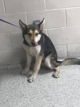 German Shepherd Dog and Mixed Breed Dogs Available for Adoption in Conroe, Texas - DREAM | PetCurious