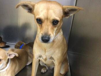 CALIFA -  Chihuahua Dog for Adoption in Riverside, California - CALIFA | PetCurious