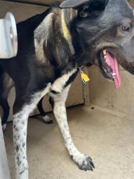 Catahoula Leopard Dog and Mixed Breed Dogs Available for Adoption - SHADOW | PetCurious