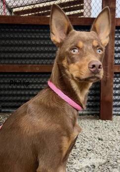PHILLIP* -  Doberman Pinscher and Mixed Breed Dog for Adoption in Santa Cruz, California - PHILLIP* | PetCurious