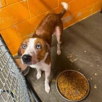 Xavier -  Hound and Australian Shepherd Dog for Adoption in Berkeley Springs, West Virginia - Xavier | PetCurious