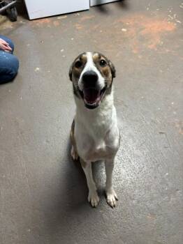 Tilly(AC) -  Shepherd and Mixed Breed Dog for Adoption in Russellville, Kentucky - Tilly(AC) | PetCurious