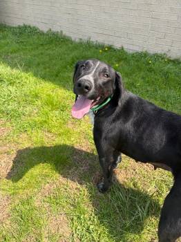 Mixed Breed Dogs Available for Adoption in Gallatin, Tennessee - Pattie | PetCurious