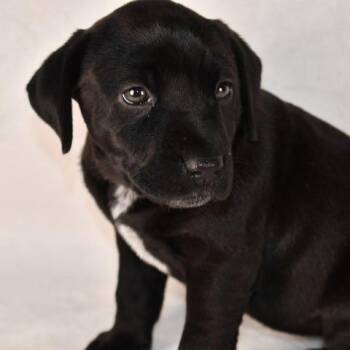 Labrador Retriever and Mixed Breed Dogs Available for Adoption in Johnson City, Tennessee - Brie | PetCurious