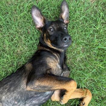 Rescue Doberman Pinscher and German Shepherd Dog Dogs for Adoption in Austin, Texas - Tilly | PetCurious