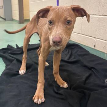 Mixed Breed Dogs Available for Adoption in Memphis, Tennessee - Brookie | PetCurious