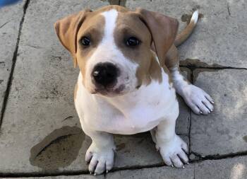Big Bear -  Pit Bull Terrier Dog for Adoption in Lafayette, California - Big Bear | PetCurious