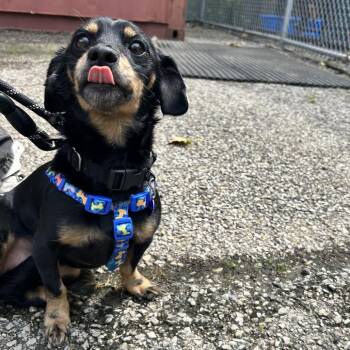 Wendy -  Dachshund Dog for Adoption in Zanesville, Ohio - Wendy | PetCurious