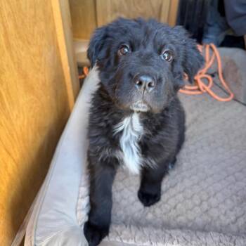 Mixed Breed Dogs Available for Adoption in Moab, Utah - Chungus | PetCurious
