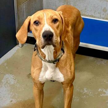 Roscoe -  Mixed Breed Dog for Adoption in Aldie, Virginia - Roscoe | PetCurious