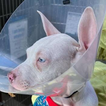 Pit Bull Terrier Dogs Available for Adoption - Shirley [Navy] | PetCurious