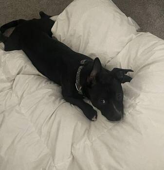 Chihuahua Dogs Available for Adoption - Tuesday | PetCurious