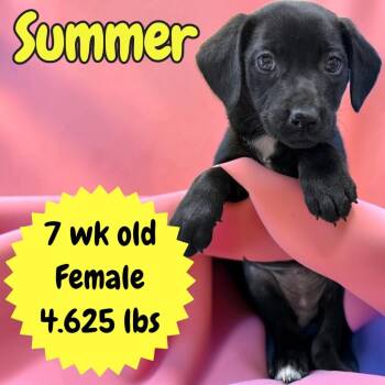 Summer -  Labrador Retriever Dog for Adoption in Sorrento, Louisiana - Summer | PetCurious