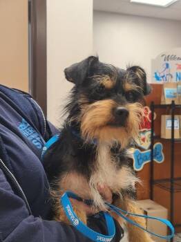 Emmett -  Terrier and Yorkshire Terrier Dog for Adoption in Providence Forge, Virginia - Emmett | PetCurious