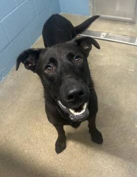 Joker -  German Shepherd Dog and Mixed Breed Dog for Adoption in West Memphis, Arkansas - Joker | PetCurious