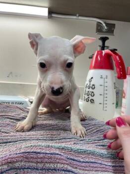 Pit Bull Terrier Dogs Available for Adoption in Baytown, Texas - TARSUS | PetCurious
