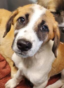 Tractor -  Anatolian Shepherd and Mixed Breed Dog for Adoption in Kansas City, Missouri - Tractor | PetCurious