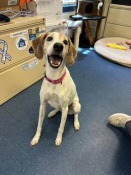 Pip -  Hound and Mixed Breed Dog for Adoption in King William, Virginia - Pip | PetCurious