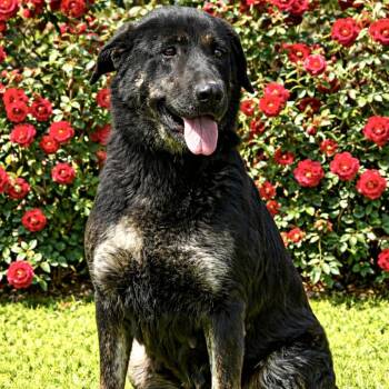 Leticia -  Labrador Retriever and Shepherd Dog for Adoption in Lucas, Texas - Leticia | PetCurious