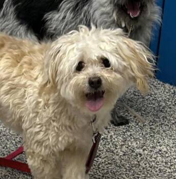 Bueller -  Maltese and Poodle Dog for Adoption in Golden, Colorado - Bueller | PetCurious