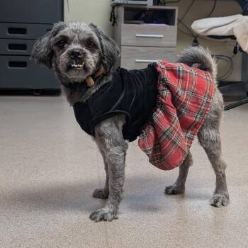 Fiona -  Miniature Poodle Dog for Adoption in Pasadena, California - Fiona | PetCurious