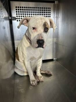 Rescue Pit Bull Terrier and Mixed Breed Dogs for Adoption in Fort Worth, Texas - 59824949 | PetCurious